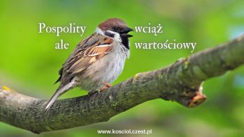 Wartościowy wróbel a wartość człowiek - kosciol.czest.pl