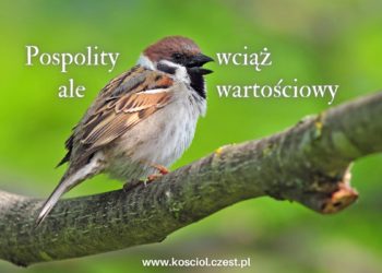 Wartościowy wróbel a wartość człowiek - kosciol.czest.pl
