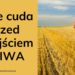 Proroczy sen: Duże cuda przed przyjściem żniwa - kosciol.czest.pl